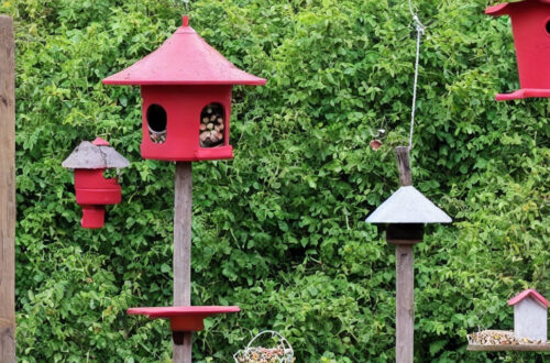 Fuglefest i din have: Oplev magien ved et Playbox fuglefoderhus
