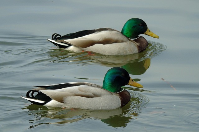 Fra frustration til fornøjelse: Gode råd til svære krydsord